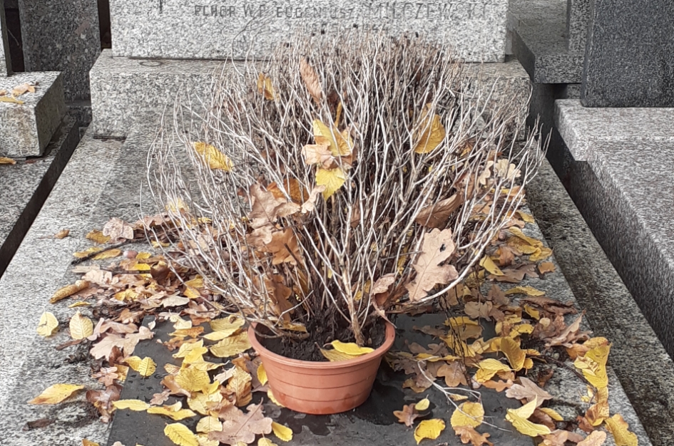 Stare kwiaty i liście na grobie